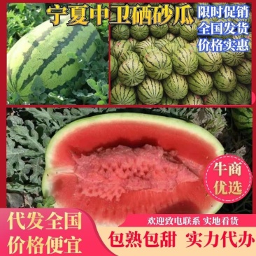 【产地直发】金城五号西瓜品质保证包熟包甜实力代办