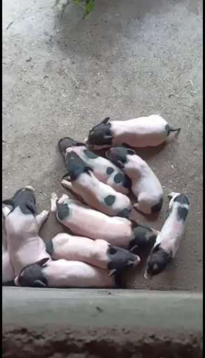 吃草的香猪