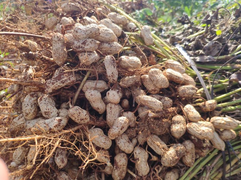 花生广东湛江市徐闻县大量供应精品白米花生产地直供