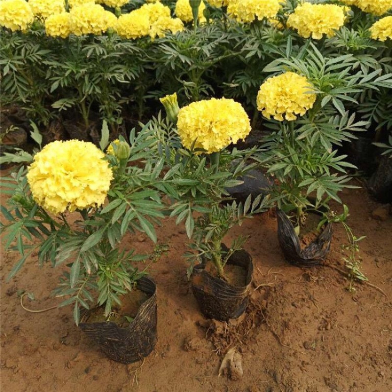 万寿菊，南非万寿菊，产地直发，大量供应100万盆