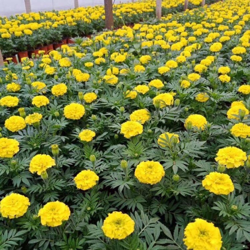 万寿菊，南非万寿菊，产地直发，大量供应100万盆