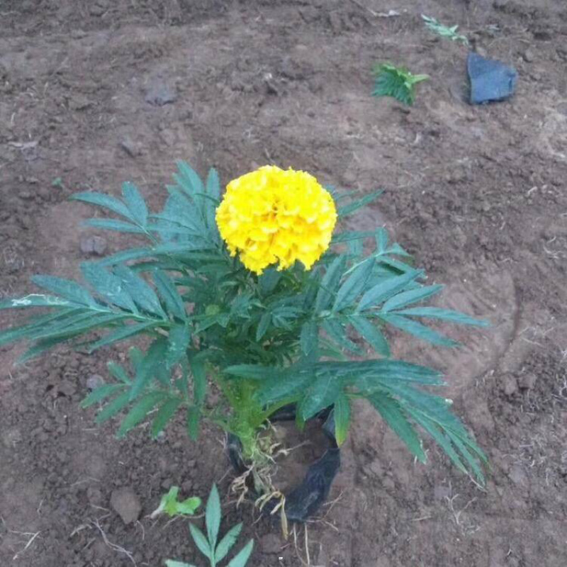 万寿菊，南非万寿菊，产地直发，大量供应100万盆