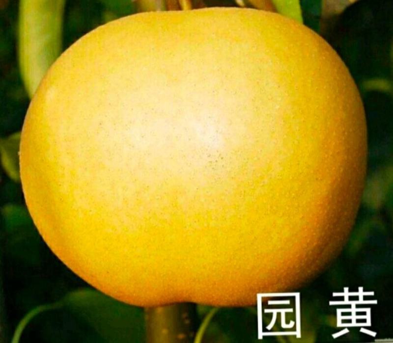 圆黄梨大量上市口感好个头大！！！！！！！！！