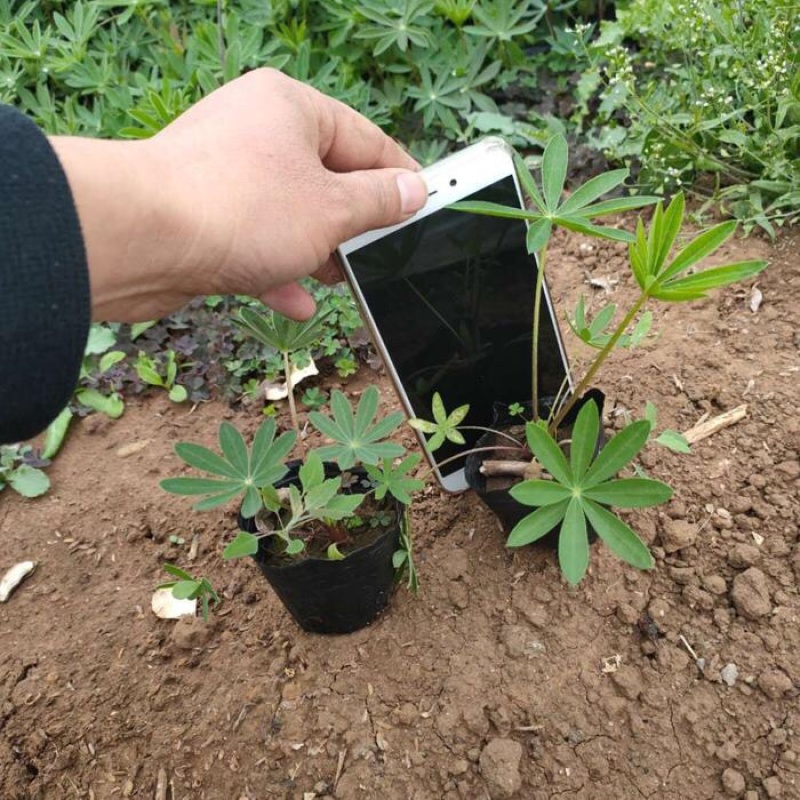 鲁冰花，羽扇豆，一手货源，基地直发，大量供应