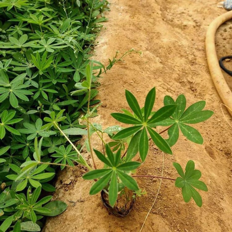 鲁冰花，羽扇豆，一手货源，基地直发，大量供应