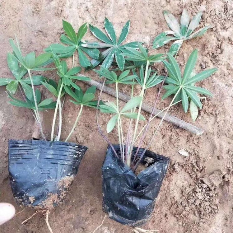 鲁冰花，羽扇豆，一手货源，基地直发，大量供应