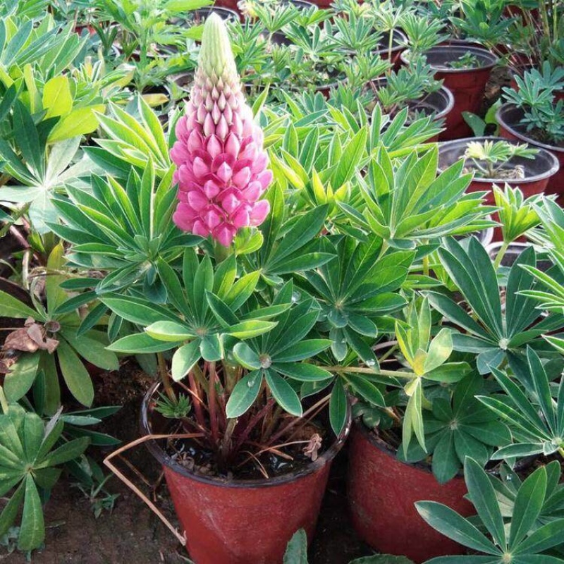 鲁冰花，羽扇豆，一手货源，基地直发，大量供应