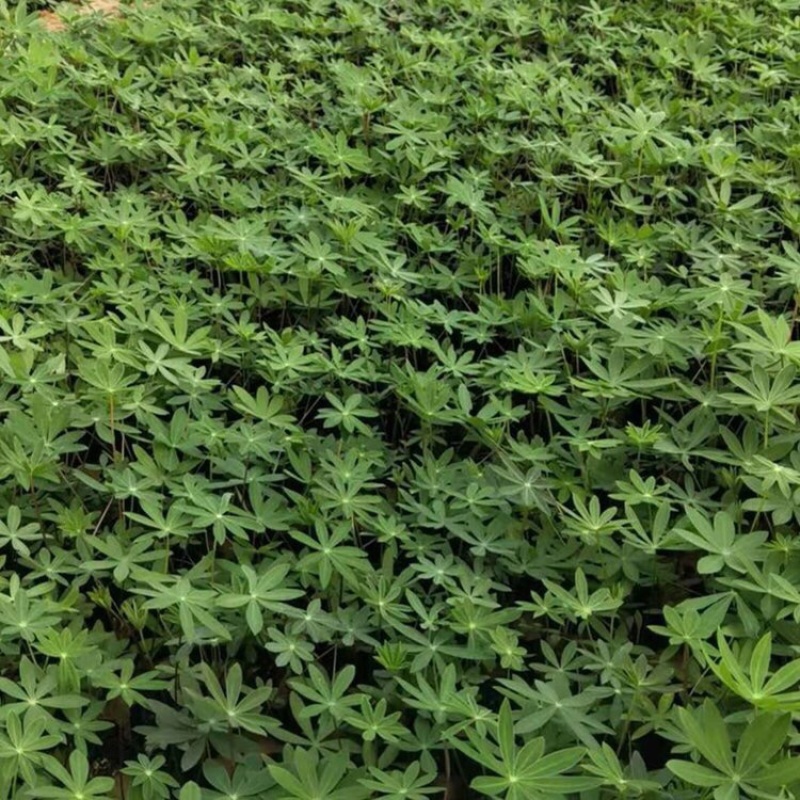 鲁冰花，羽扇豆，一手货源，基地直发，大量供应