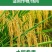 40%三环唑水稻稻瘟病专用药苗瘟叶瘟稻瘟灵穗颈瘟杀菌剂