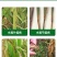 40%三环唑水稻稻瘟病专用药苗瘟叶瘟稻瘟灵穗颈瘟杀菌剂