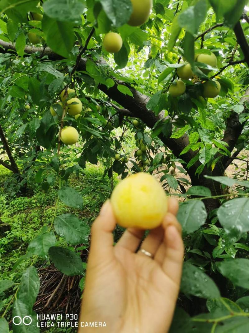 桃花李大量上市需要的联系我