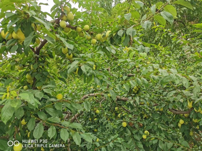 桃花李大量上市需要的联系我