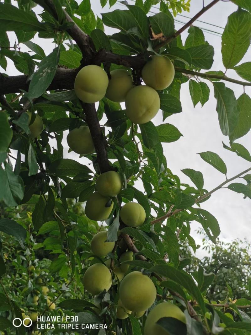 桃花李大量上市需要的联系我