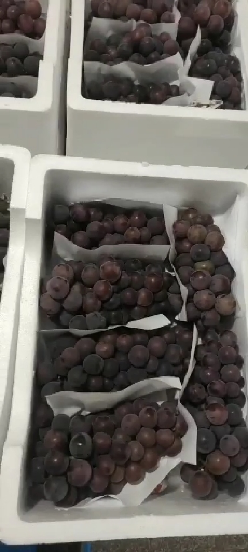 浙江精品葡萄，皮薄多汁，产地直发，保质保量！