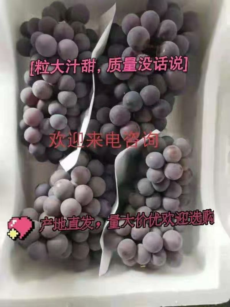 浙江精品葡萄，皮薄多汁，产地直发，保质保量！