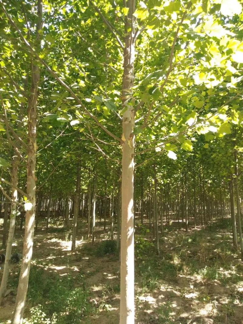 法桐树，6至20公分一级树，供应各种绿化树，承接绿化工程