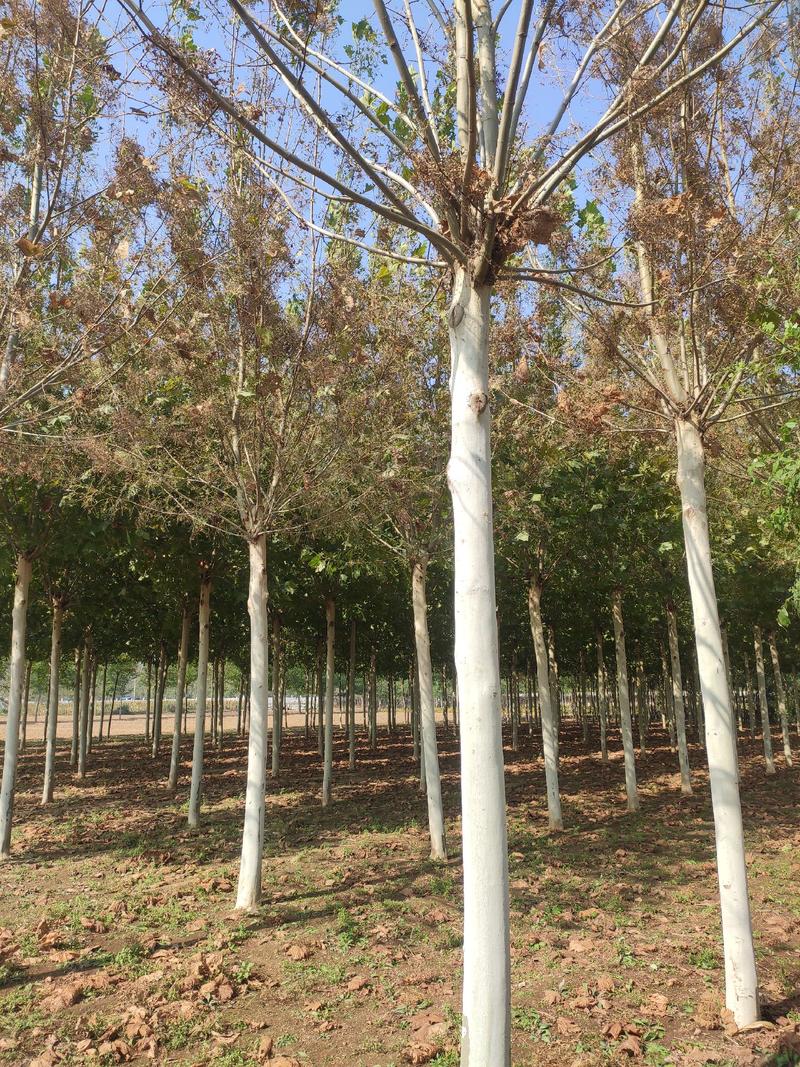 法桐树，6至20公分一级树，供应各种绿化树，承接绿化工程