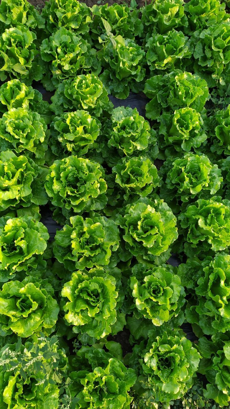 精品意大利生菜基地