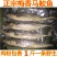 正宗梅香马鲛