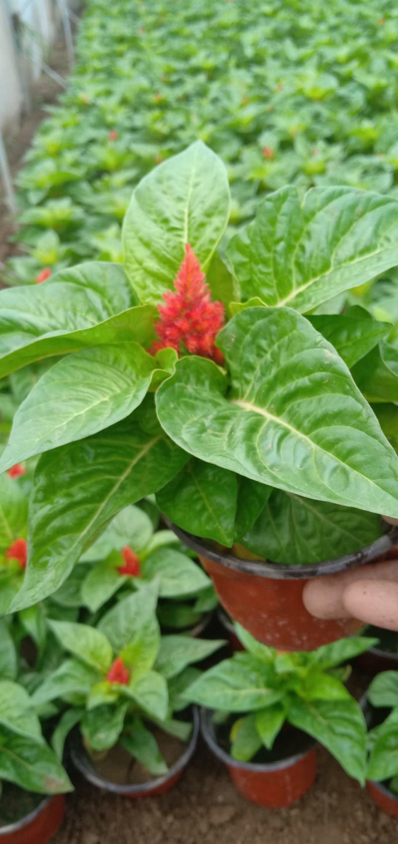 瑞士红一枝笔，绿叶一枝笔，时令草花一枝笔，