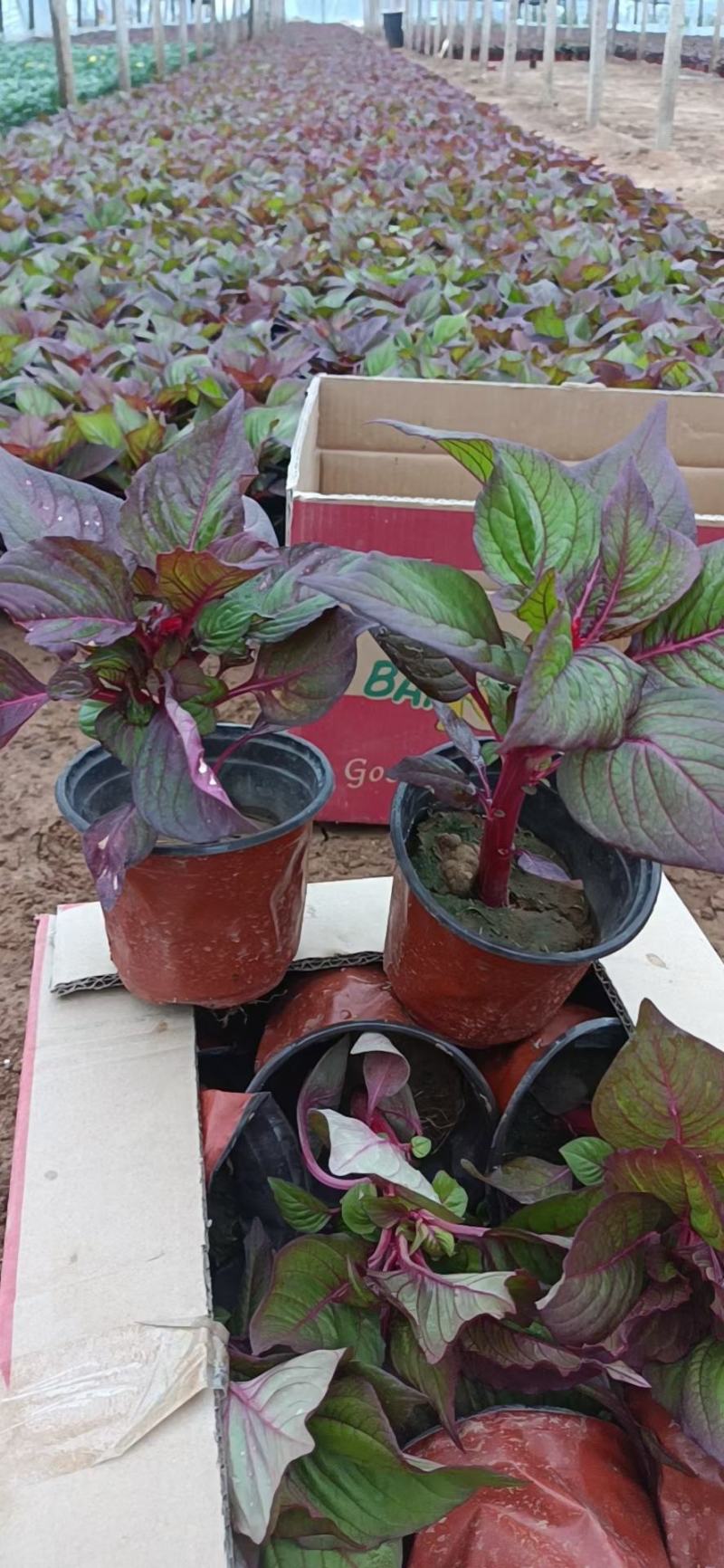 瑞士红一枝笔，绿叶一枝笔，时令草花一枝笔，