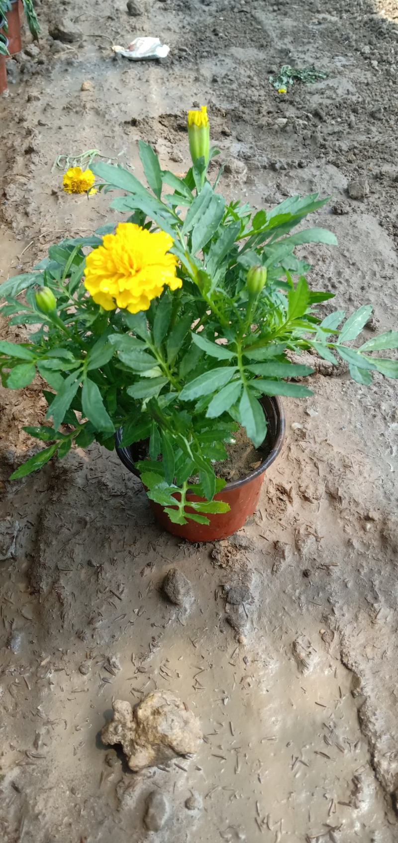 瑞士红一枝笔，绿叶一枝笔，时令草花一枝笔，