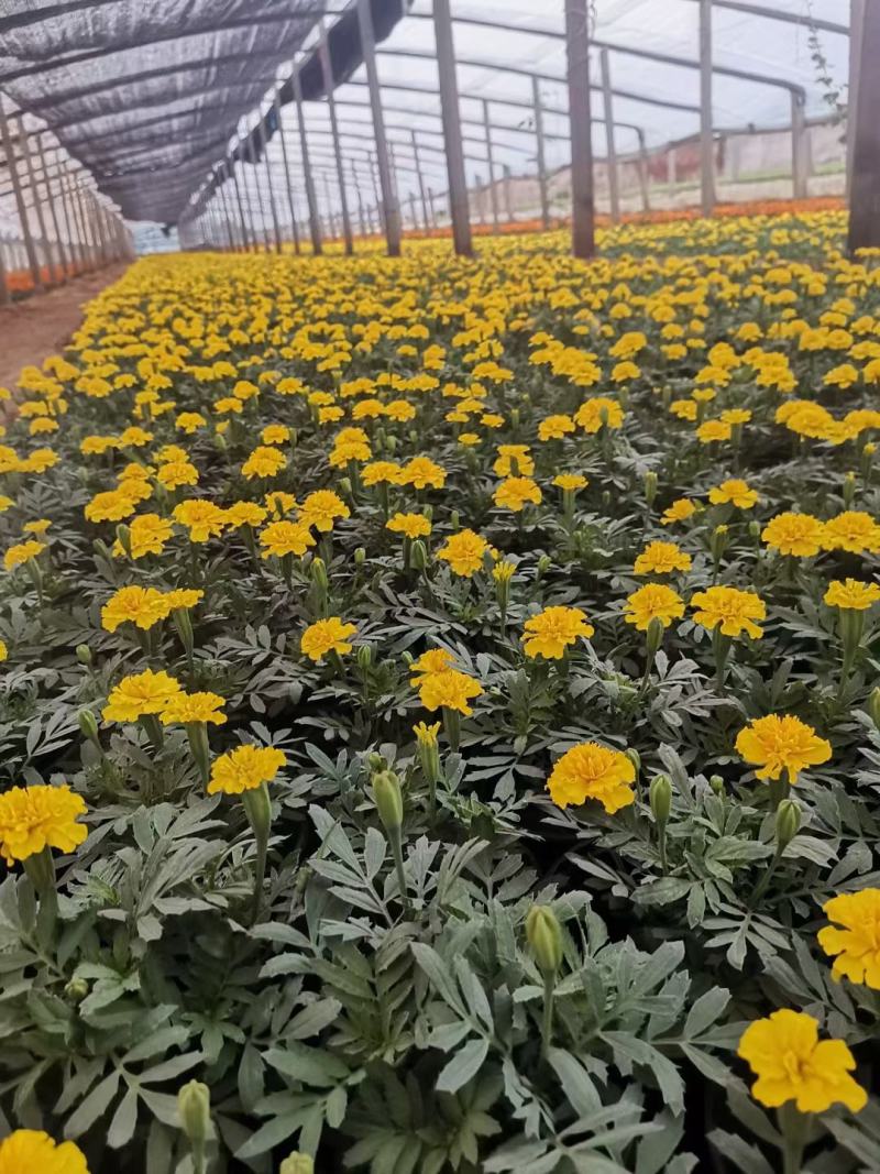 孔雀草，红孔雀草，黄孔雀草，双色盆孔雀草，双色杯孔雀草