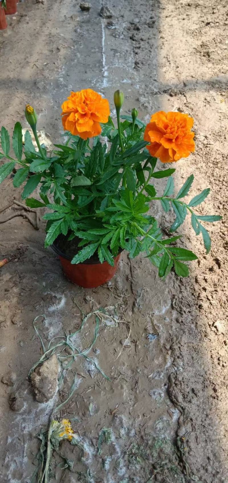 孔雀草，红孔雀草，黄孔雀草，双色盆孔雀草，双色杯孔雀草
