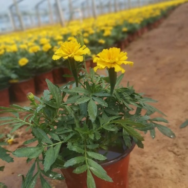 孔雀草，红孔雀草，黄孔雀草，双色盆孔雀草，双色杯孔雀草