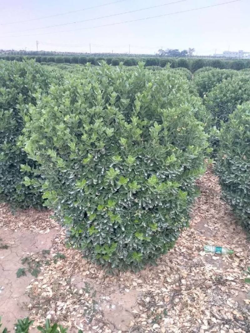 供应：精品大叶黄杨球，等各种规格工程用苗