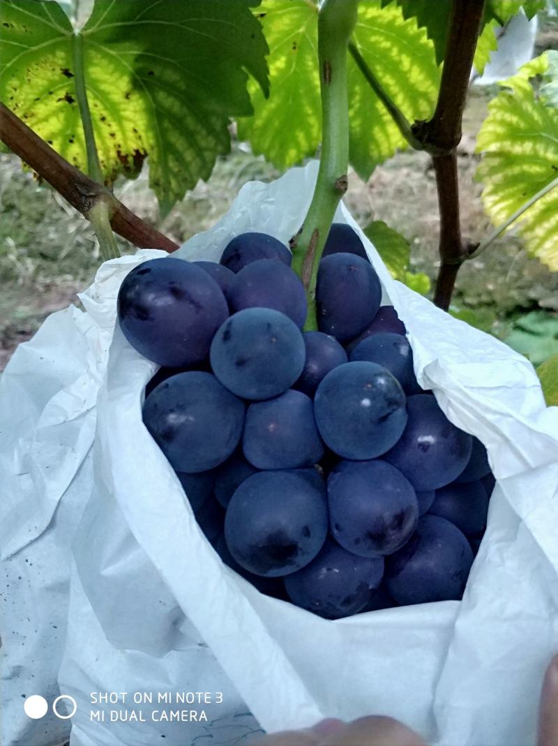 又黑，又大，又甜的套袋巨峰葡萄上市，欢迎喜欢的老板扣我