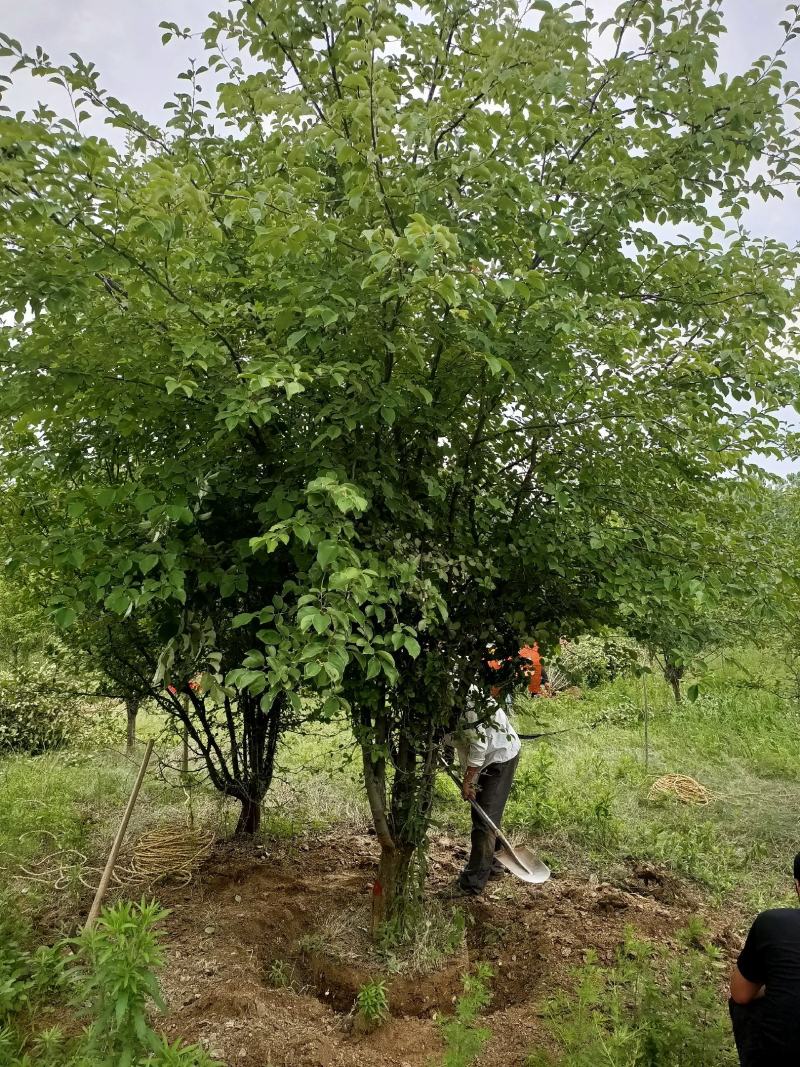 低价供应12公分木瓜海棠，丛生木瓜海棠树