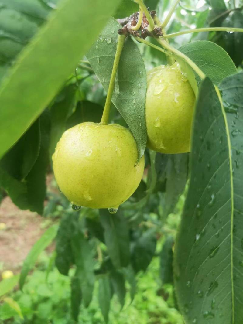 攀枝花丁香蜜梨！强势来袭，皮薄肉厚香甜多汁