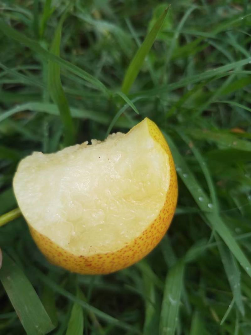 攀枝花丁香蜜梨！强势来袭，皮薄肉厚香甜多汁