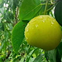 攀枝花丁香蜜梨！强势来袭，皮薄肉厚香甜多汁