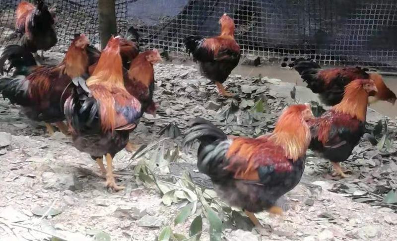 清远阉鸡5.5斤/只，公司依托青山自资源纯粮食喂放养散养