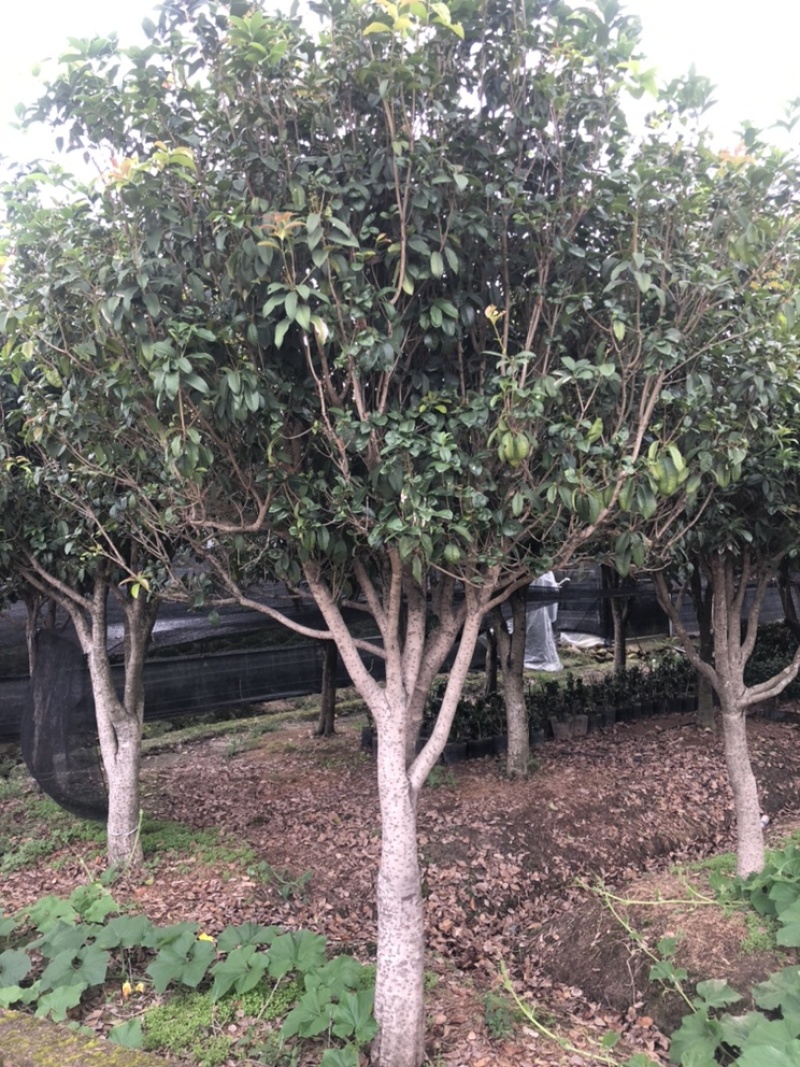 圆叶四季桂15-20