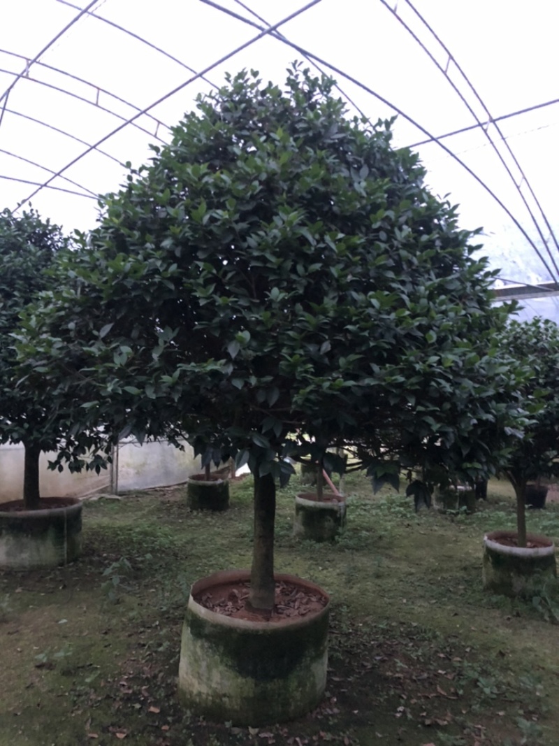 大茶花冠幅2米左右
