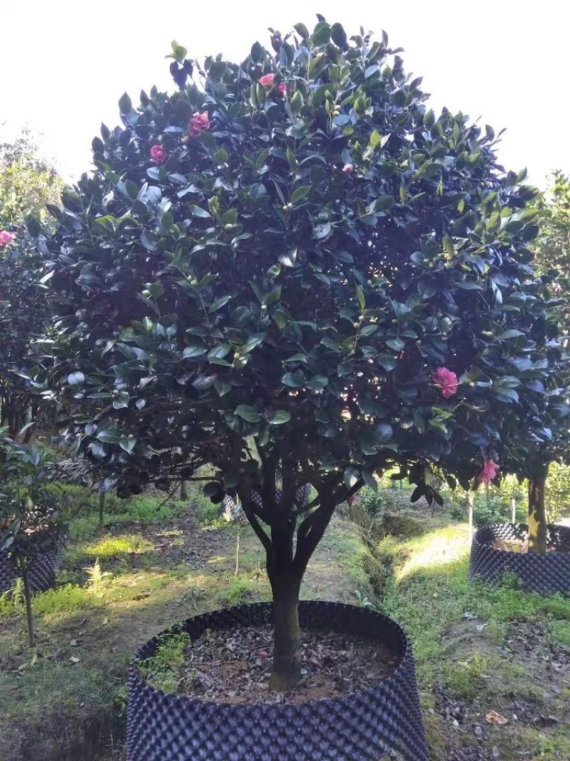 大茶花冠幅2米左右