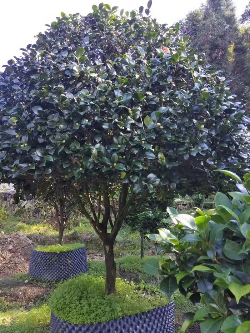 大茶花冠幅2米左右