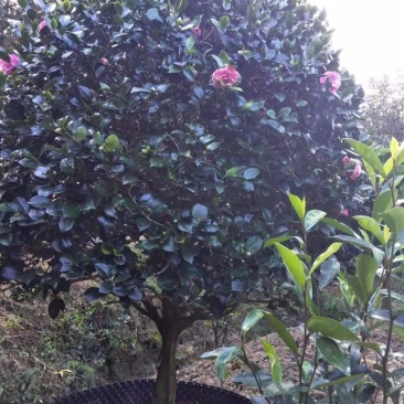 大茶花冠幅2米左右