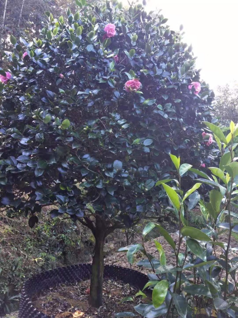 大茶花冠幅2米左右