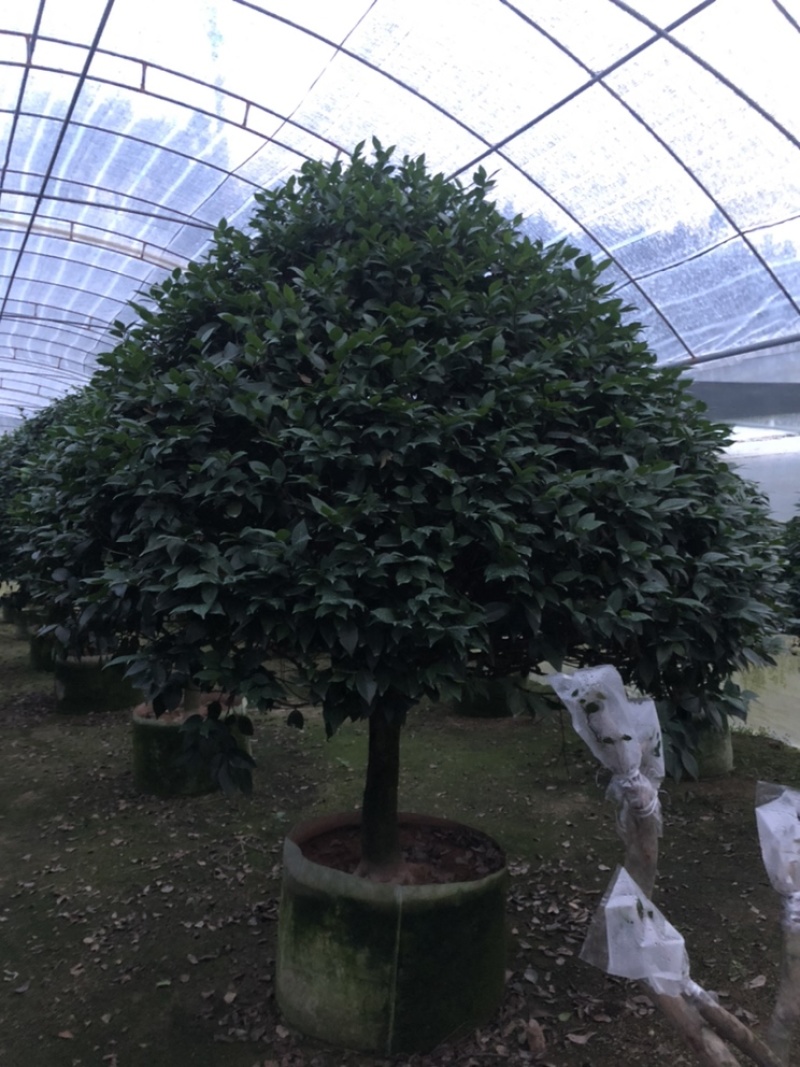 大茶花冠幅2米左右