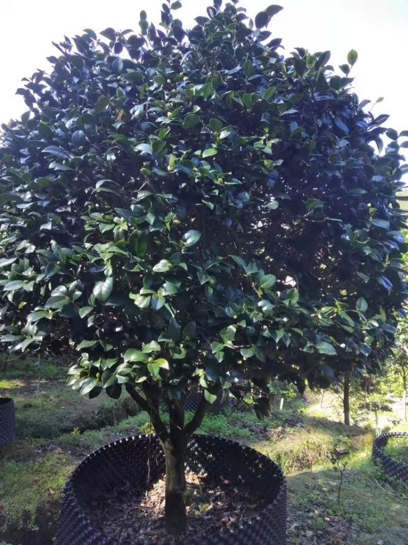 大茶花冠幅2米左右