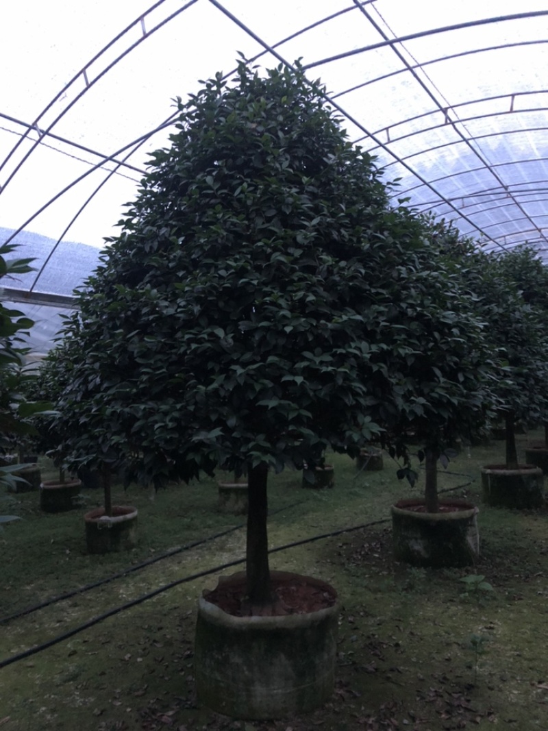 大茶花冠幅2米左右