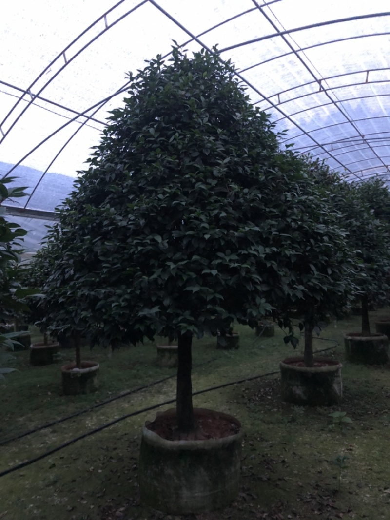 大茶花冠幅2米左右