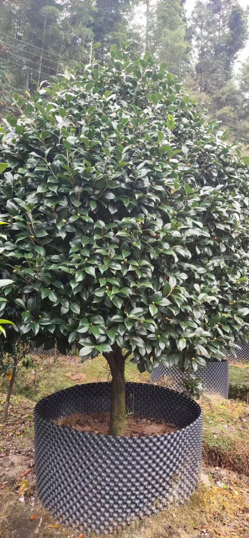 大茶花冠幅2米左右
