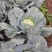 蔬菜甘蓝