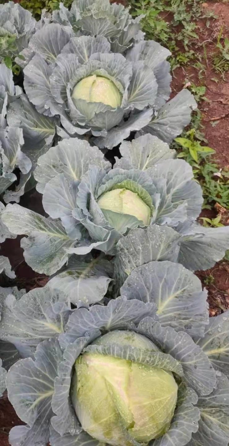 蔬菜甘蓝