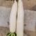 蔬菜甘蓝